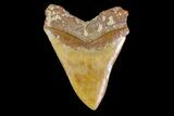 Serrated, Fossil Megalodon Tooth - West Java, Indonesia #154628-2